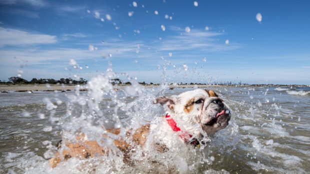 Zina the bulldog pup beats the hot weather at Seaholme dog beach.