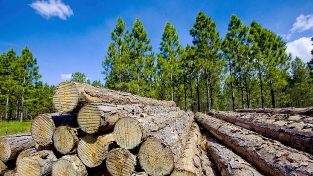 Despite calls from environmentalists to abolish the regional forest agreements, the committee said the RFAs should be reviewed, improved and extended.