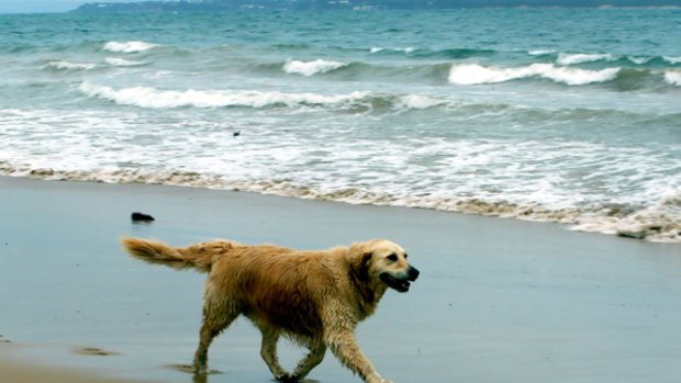 Off the leash ... Culburra Beach is dog-friendly.