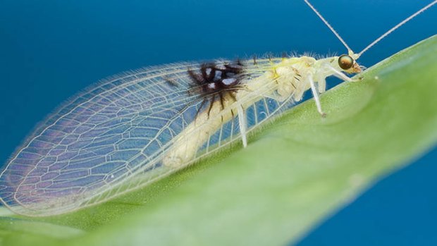 A picture of a Lacewing.