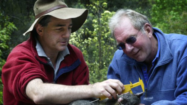Australian National University ecologist, Professor David Lindenmayer (left), and Associate Professor Ross Sunningham measure the ear length of a sedated Mountain Brushtrail Possum as part of a13-year study on possums in the Marysville area.