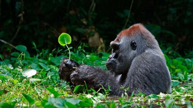 Host to killer pathogen ... a silverback gorilla forages  in the Republic of Congo.