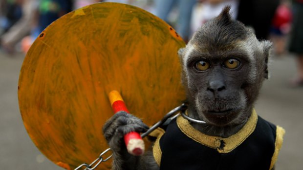 Jagur, a chained monkey, entertains a crowd of Indonesians at Senayan Stadium.
