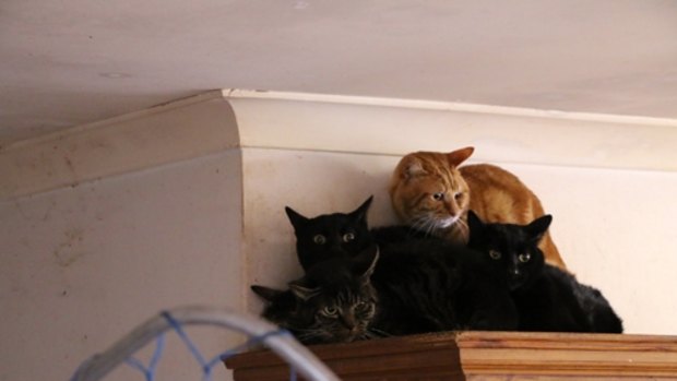 Four of the cats found inside the lady's home.