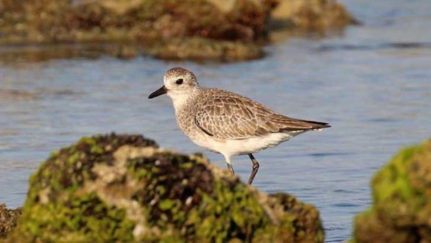 A grey plover hunts for small creatures in the rocky shallows.