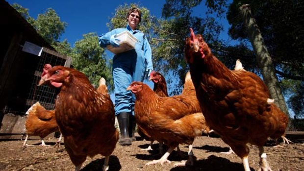 Frontline  ...  chickens are guinea pigs in tests for mosquito-borne viruses.