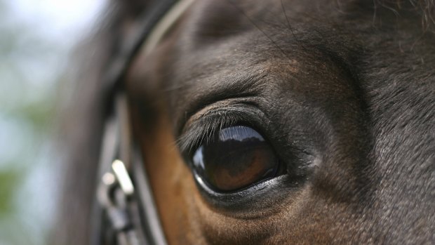 The Hunter Valley will produce more than 90 per cent of the value of thoroughbred export earnings.