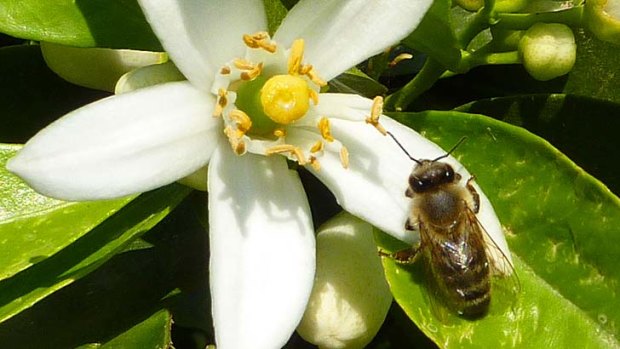 Caffeine fix: A honey bee on the flower of a citrus tree.