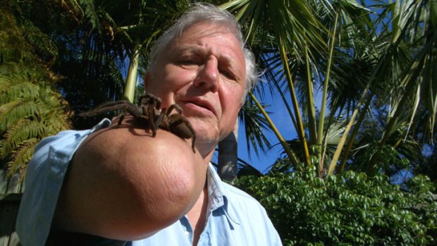 The remains of a woman murdered in 1879 were found in the garden of BBC natural history legend David Attenborough, seen here with a bird-eating spider from Queensland.