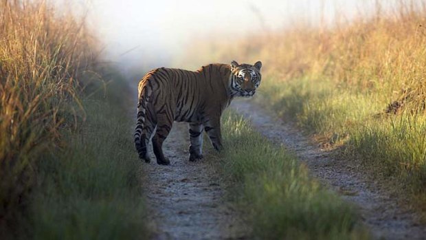 An undated photo of a tiger at Corbett National Park.