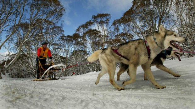 Sled dog challenge at Dinner Plain, Mount Hotham.