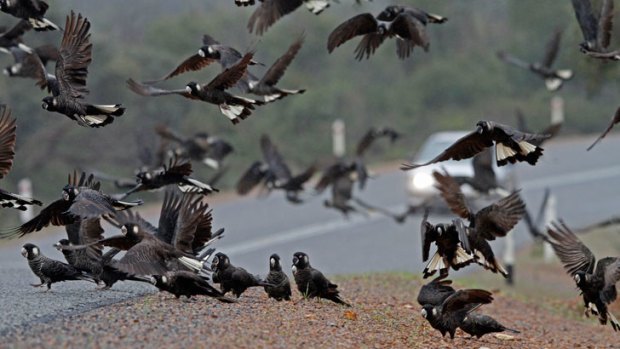 85 black cockatoos have been struck by vehicles over the past eight weeks.
