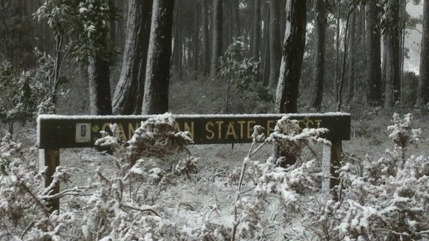 The police officers were driving an unmarked car in a state forest in Canadian, near Ballarat,