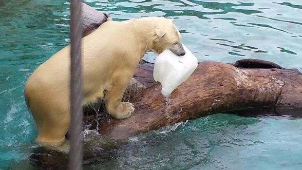 Polar bears are often on the move, and manage to draw a large crowd when they're playing in the water.