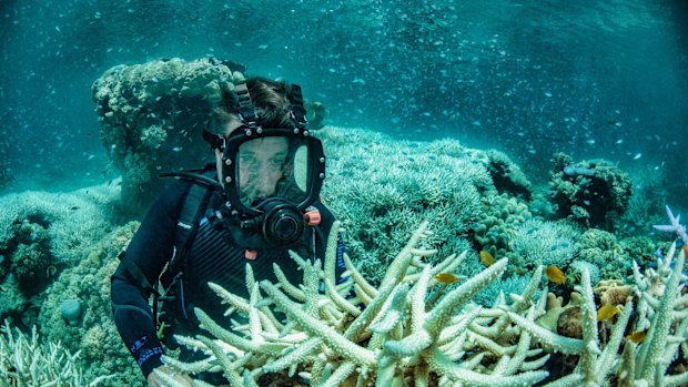 Richard Fitzpatrick inspects recent bleaching of coral in the Great Barrier Reef at Vlasoff Reef near Cairns.