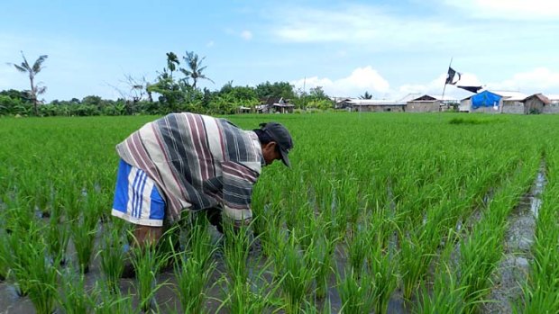 Battling: Farmer Nengah Daryana tends his rice.