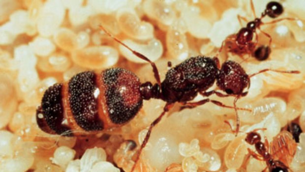 The zombies are coming ... a queen red fire ant.