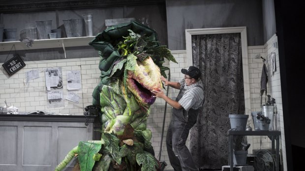 Brent Hill stars as Seymour Krelborn, seen here with the blood-hungry Audrey II, in Little Shop of Horrors at the Comedy Theatre.