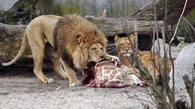The carcass of Marius, a male giraffe, is eaten by lions at Copenhagen Zoo, after he was put down to prevent inbreeding.