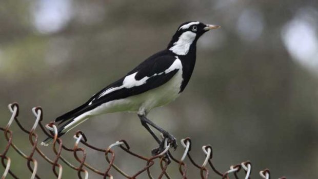The number of magpie larks in Perth has increased with urbanisation.