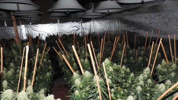 Police say the best syndicates have perfected their hydroponic systems.
