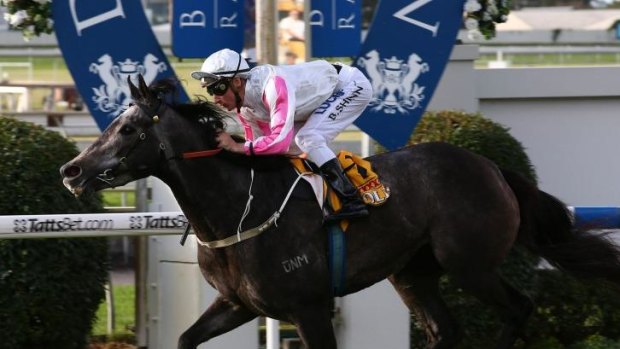 Cox Plate campaign: Blake Shinn and Arabian Gold combine to win The Roses during the Brisbane carnival in May.