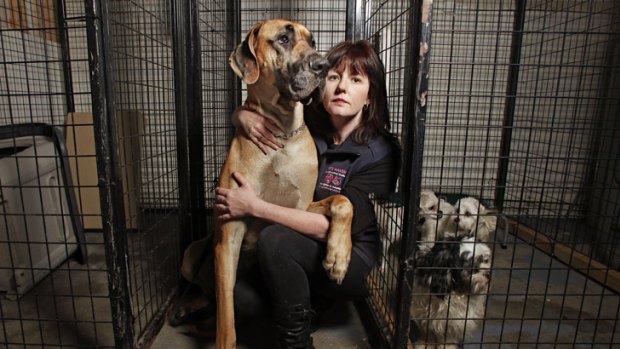 Unfair: Pet’s Haven owner Trish Burke, pictured with Bronson the Great Dane, says current animal shelter laws are ridiculous.