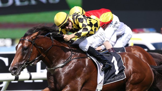 Big winner: Scissor Kick was named NSW Country Horse of the Year on Friday.