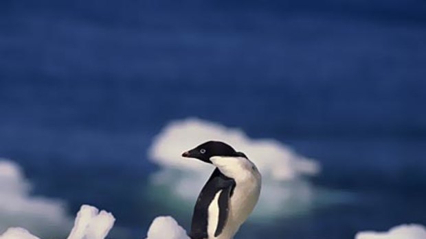 There will be no more privacy for penguins in Antarctica.