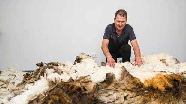 Shearer Ian Elkins with the over 40kg (world record breaking) fleece at the RSPCA. 