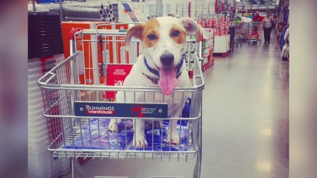 Bunnings has backtracked on a dog-friendly focus with new muzzle regulations.