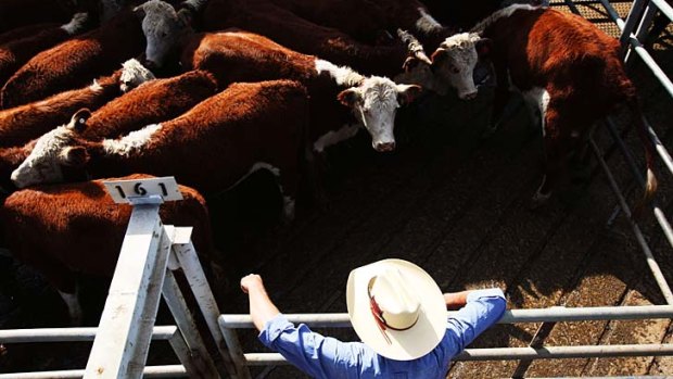 Claims of misused aid money: Millions of dollars in foreign aid will be channelled into the live export trade.