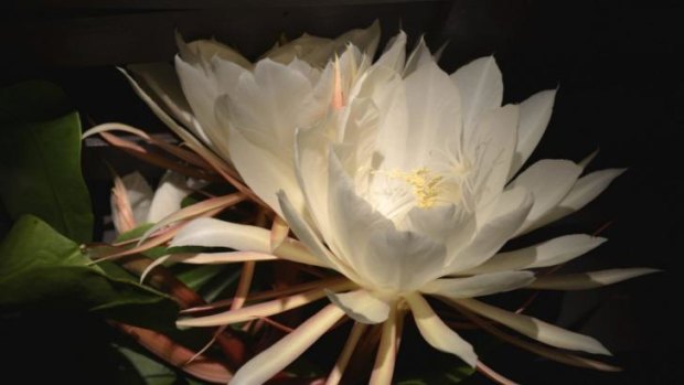 Watch: Flower blooms one night a year, dies by morning