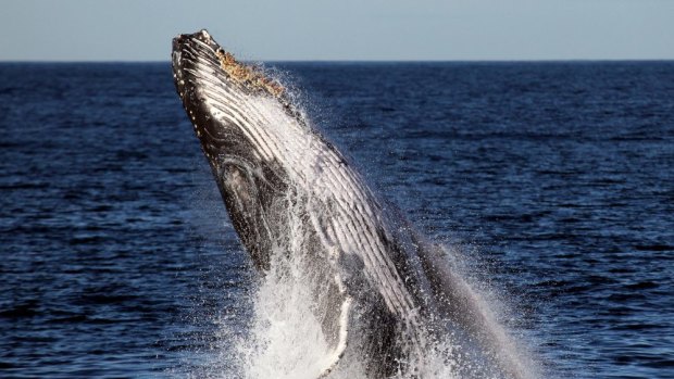 Cooee; whales breach to communicate with each other.