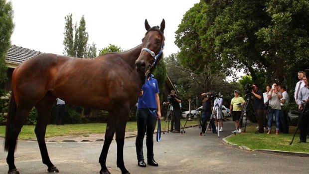 Hello boys &#8230; Black Caviar poses for the media at Caulfield on Wednesday. The world's best sprinter resumes in tonight’s $200,000 Australia Stakes at Moonee Valley.