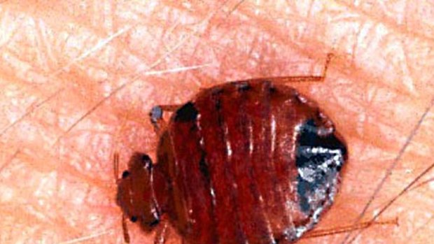 Bedbugs are infesting New York City in unprecedented numbers.
