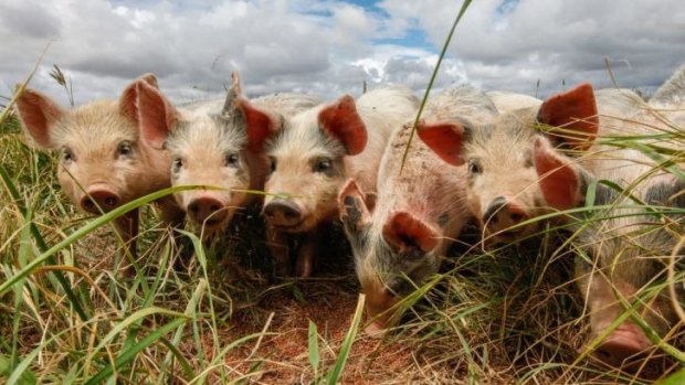 Russia has banned imports of Australian pork and other products as part of a tit-for-tat dispute.