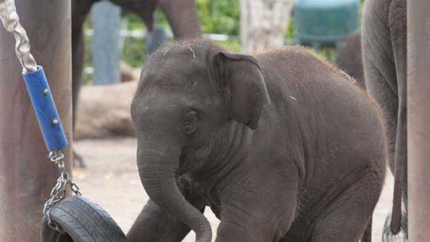 Australia's first elephant calf, Luk Chai, turns one year old at Taronga Zoo. <i>Photo: Simon Alekna</i>