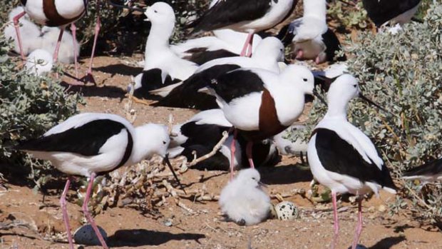 Banded silts on an island in Lake Torrens. The species is breeding again for the first time in a decade. <i>Picture: Ken Gosbell</i>