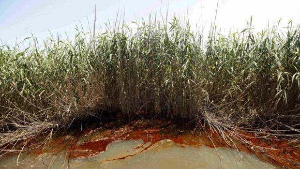 Oil from the Deepwater Horizon oil spill is impacting on marshes at Pass a Loutre, Louisiana.