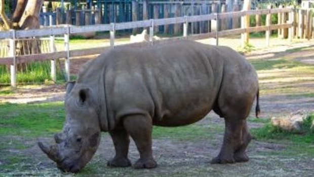 Memphis the Perth Zoo rhino crushed a vet's hand against a fence. 