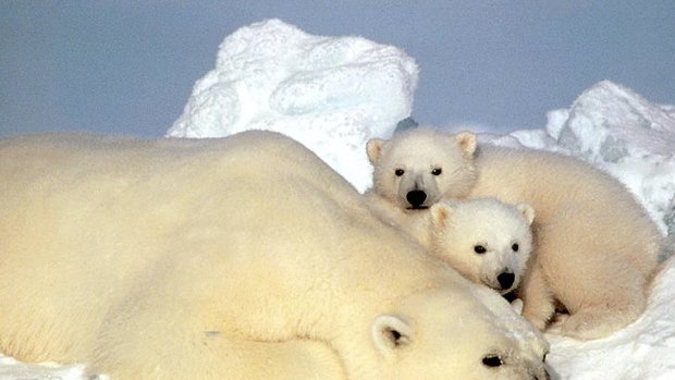 A trade group says the polar bear population is not declining.