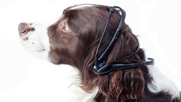 No More Woof claims to translate dogs' barks into human speech.