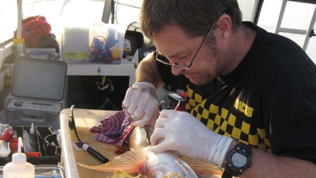 Fisheries Victoria researchers have tagged thousands of snapper to track the migratory movements of the fish in, around and out of Port Phillip Bay.