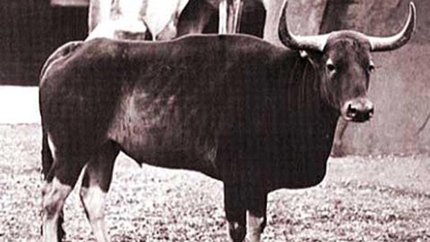 Indochina's kouprey (grey ox) is a victim of hunting, disease and habitat destruction.