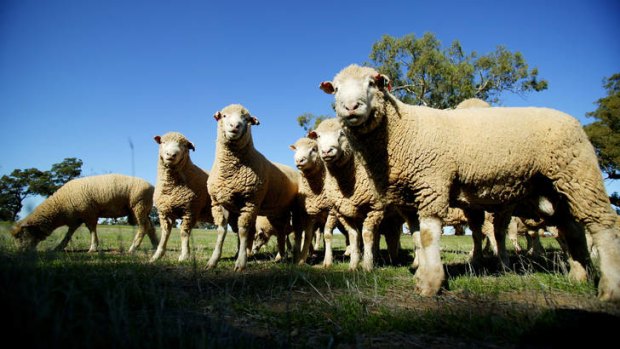 Precious farmland ... $1.77 billion will be pumped into water infrastructure for the Murray Darling.