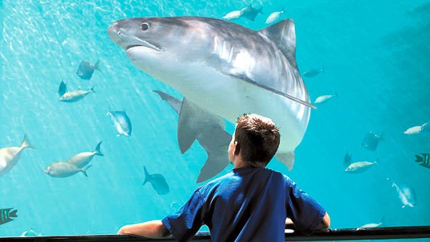 Sea World has been criticised for having flake on its menu.