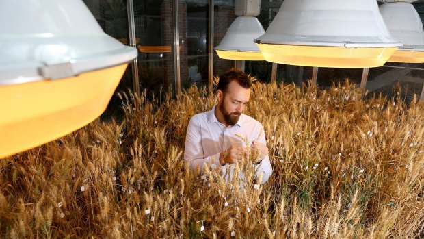 Dr Lee Hickey, from the Queensland Alliance for Agriculture and Food Innovation at the University of Queensland, inspects the wheat crops in one of the speed breeding facilities.