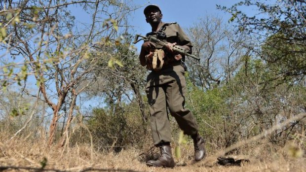 On patrol: A park ranger scouts for possible poachers in a section of Kruger National Park.