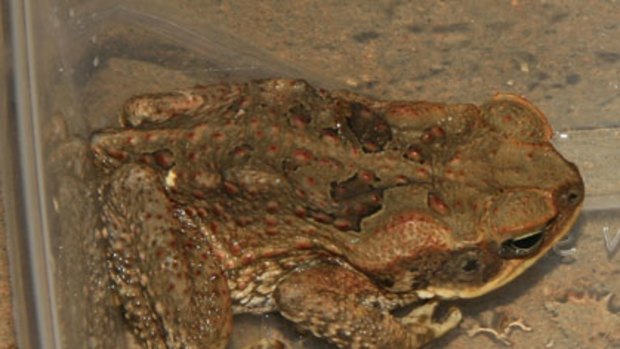 The juvenile cane toad spotted at Lake Argyle Village.